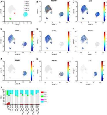 Single-cell RNA sequencing analysis identifies one subpopulation of endothelial cells that proliferates and another that undergoes the endothelial-mesenchymal transition in regenerating pig hearts